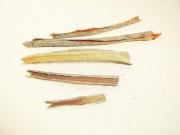 dąb szypułkowy pospolity kora choroby układu moczowego nieżyty żołądka.jpg